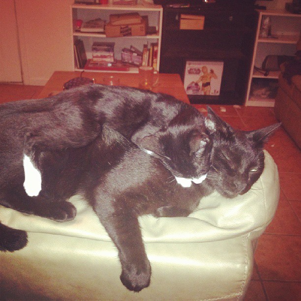 Boba and our late cat, Vader. This was weeks after I finally got Boba to come out of his shell. Vader only tolerated his antics so much. 